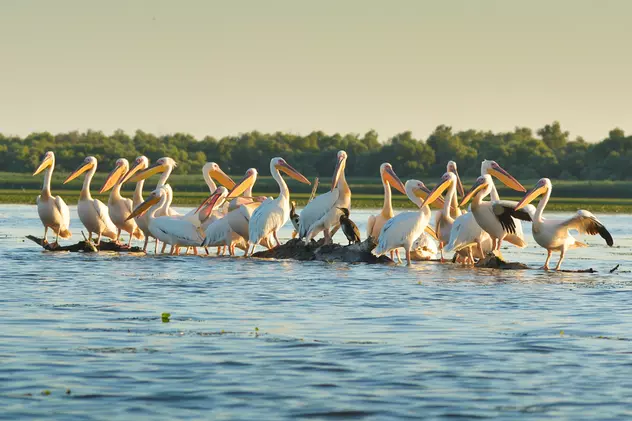 Păsări din Delta Dunării