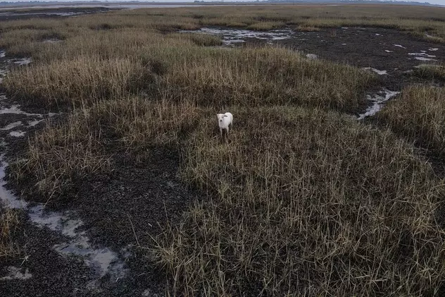 VIDEO | Un cățel blocat într-o mlaștină, salvat cu ajutorul unor cârnați agățați de o dronă. „Era ultima soluție”