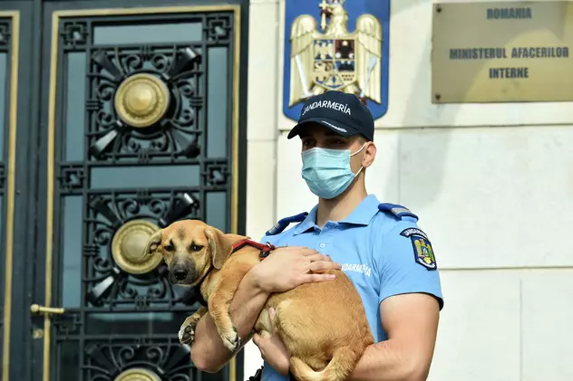 Poliţia Animalelor a împlinit un an. Peste o mie de animale salvate, zeci de dosare penale și 15 persoane arestate