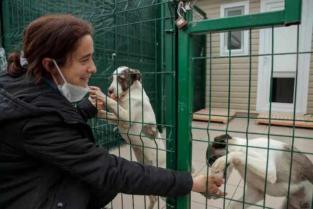 Acasă la motanul Putin şi câinele Zelenski. 30 de animale salvate din Ucraina şi-au găsit salvarea la un adăpost din Cernavodă
