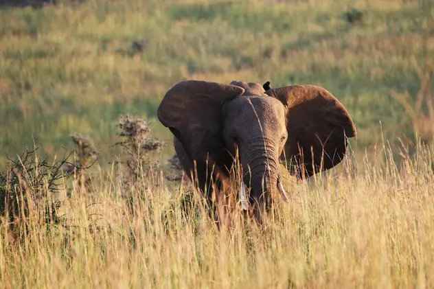 Un elefant a omorât un turist aflat în safari într-un parc din Uganda. „S-a năpustit asupra lui și l-a ucis pe loc”