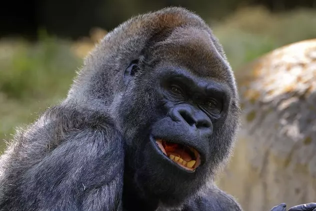 Ozzie, cea mai bătrână gorilă din lume, a murit. „Tristețe profundă la pierderea unei legende”