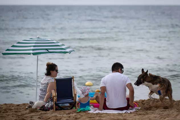 Accesul animalelor de companie pe plajele din România, permis prin lege. Ce reguli trebuie însă respectate