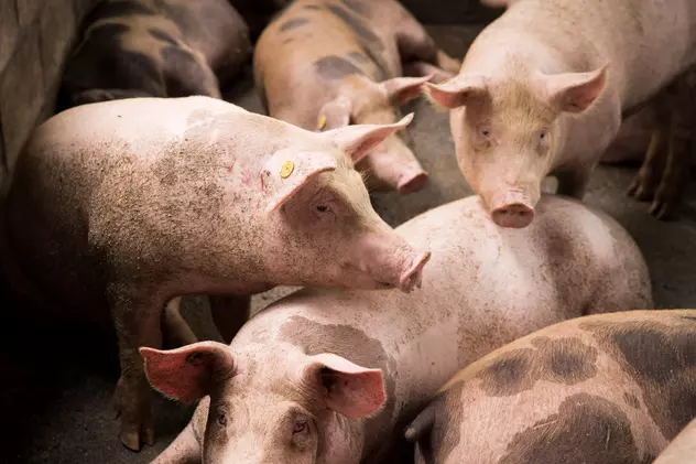 Cercetătorii germani vor să crească porci modificați genetic pentru transplanturi de inimă la om