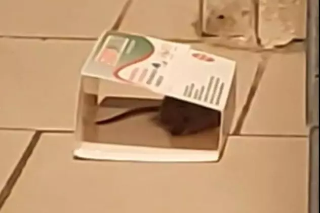 Un șobolan, filmat la raionul de patiserie de la un supermarket din Buzău. Ce amendă a primit magazinul