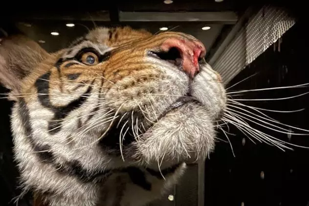 Tigrii abandonați de 15 ani pe un câmp din Argentina au fost salvați. Unul dintre exemplare, botezat Messi