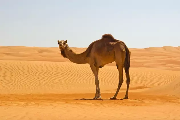 Animale care trăiesc în deșert