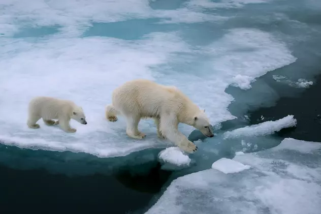 Animale care trăiesc la Polul Nord