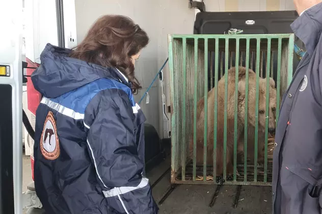 Ursoaica Masha, salvată din calea războiului. Mai multe animale de la grădini zoo din Ucraina și-au găsit refugiul în România