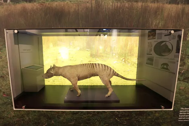 Un laborator din Australia vrea să cloneze tigrul tasmanian, specie dispărută acum aproape nouă decenii