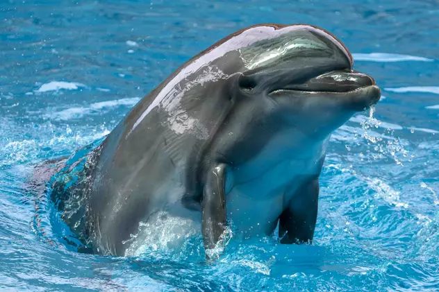 Delfinul. Cele mai interesante curiozități și informații despre acest mamifer