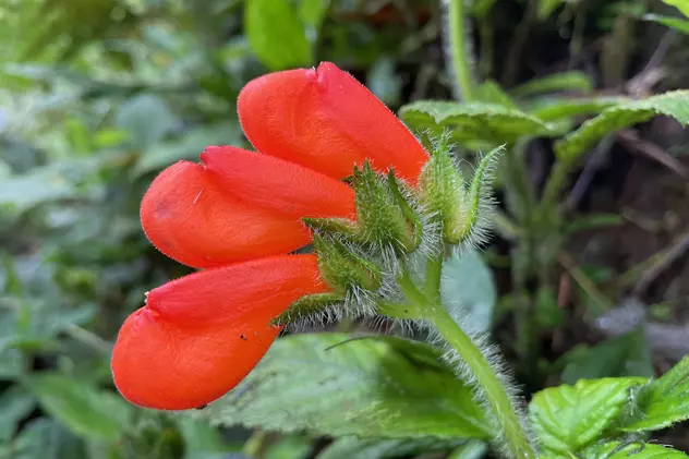 O floare despre care se credea că a dispărut în urmă cu 40 de ani, redescoperită în Ecuador