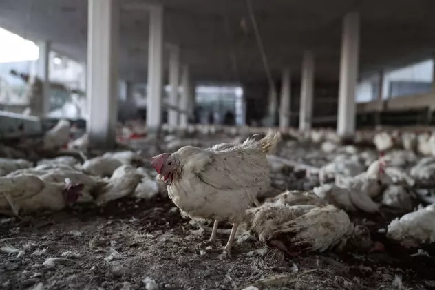 Patru milioane de pui morți spun povestea sumbră a unei ferme din Ucraina. Agricultura, cea mai importantă industrie a țării, în impas