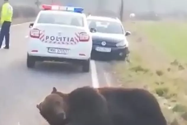 Un urs a fost  lovit de două mașini, pe DN1, în Prahova
