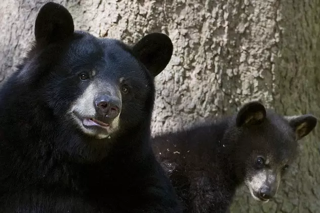 Cinci urși au hibernat sub locuința unui bărbat, fără ca acesta să aibă habar