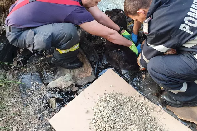 O căţeluşă blocată în smoală a fost salvată de pompierii din Argeș. Intervenția a durat peste 4 ore