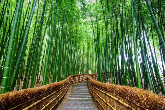 Bambusul de grădina. Sfaturi de îngrijire și plantare