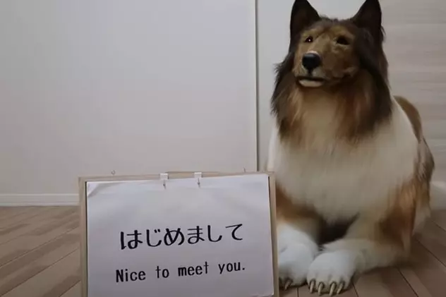VIDEO | Un japonez a cheltuit o sumă impresionantă pentru a arăta ca un câine: „Mi-am putut îndeplini visul”