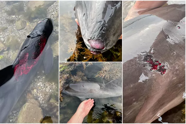 Delfini din Marea Neagră, victime ale războiului din Ucraina. Mai mulți au fost găsiți cu răni de la explozii, în Bulgaria
