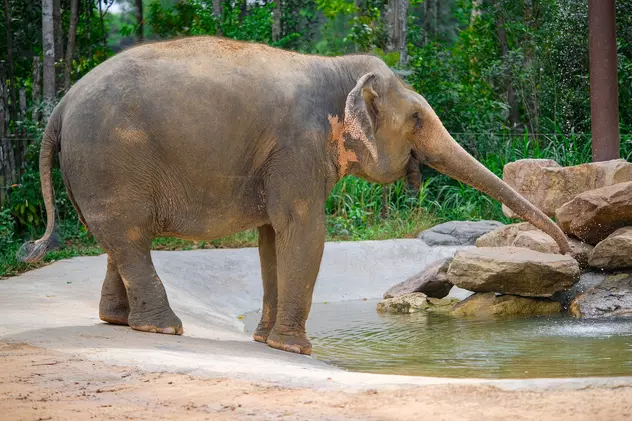 O instanţă din SUA încearcă să stabilească dacă un elefant are drepturi umane. Există și un precedent