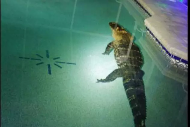 Un aligator de peste 3 metri, găsit de o familie în piscina casei, în Florida: ”Era uriaș, un monstru”