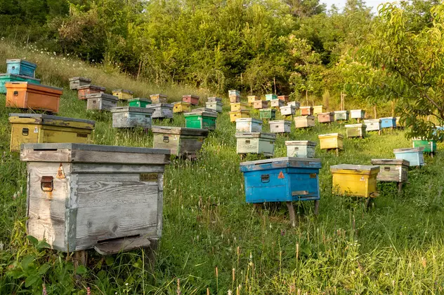 Istoria apiculturii în România. Județul Vaslui, raiul mierii naturale