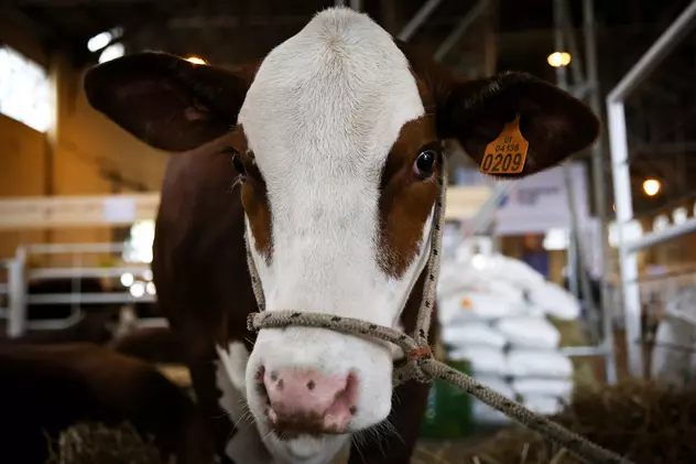 Noua Zeelandă vrea să impoziteze fermierii pentru gazele emise de oi și vaci