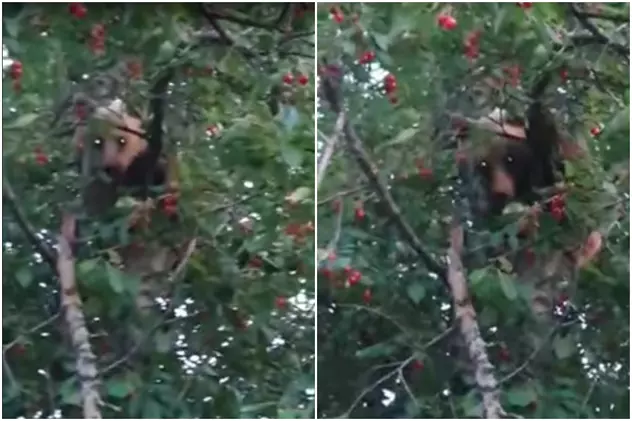 VIDEO | Pui de urs prins la furat de cireșe într-o localitate din Vrancea. Localnic: „Măi, dă-te jos de acolo”