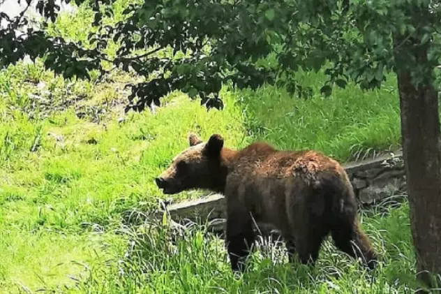 Un turist sub influența alcoolului a fost atacat de o ursoaică, după ce a încercat să-i prindă puiul