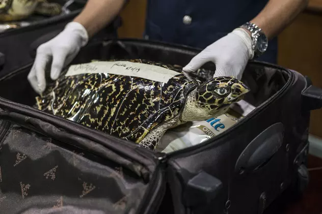 Două femei, arestate pe aeroportul din Bangkok după ce în bagajele lor au fost găsite peste 100 de animale sălbatice