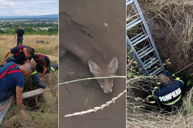 Misiune de salvare a unei vulpi care a căzut într-o fântână, în Orăştie. Şase pompieri s-au mobilizat