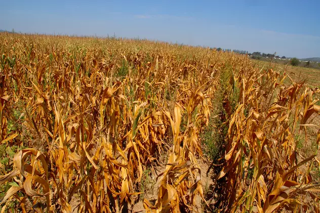 România e pe cale să aibă cel mai secetos an din ultimul secol. Un specialist explică și cum pot unii fermieri să evite dezastrul din agricultură