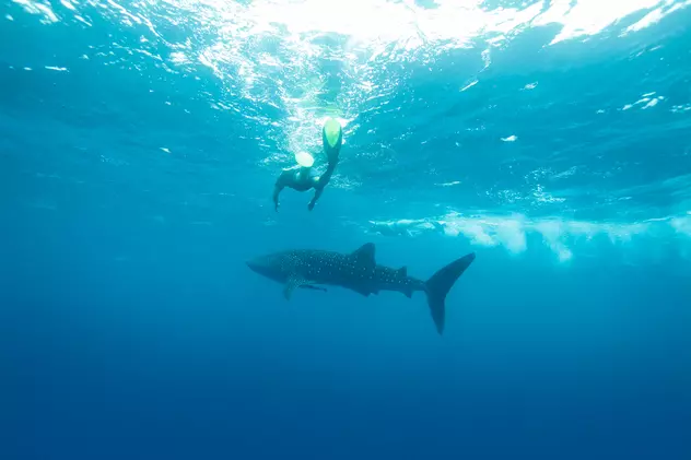 Ce sa faci daca vezi un rechin in apă