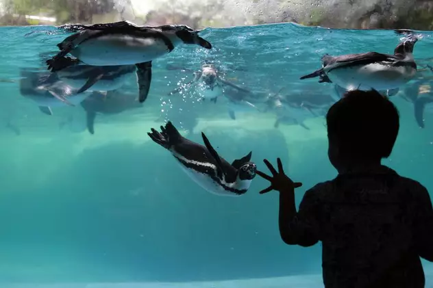 Pinguinii de la un acvariu din Japonia primesc pește mai ieftin din cauza inflației și nu sunt deloc mulțumiți de asta
