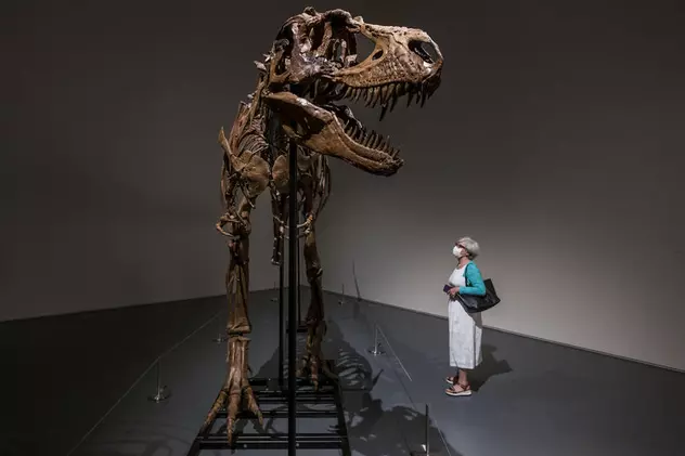 Scheletul unui „Gorgosaurus”, un dinozaur care a trăit pe Terra acum 76 de milioane de ani, scos la licitație la New York