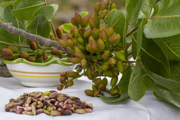 Fermierii spanioli renunță la tradiționalele măsline pentru fistic. Ce câștig le aduce „aurul verde”