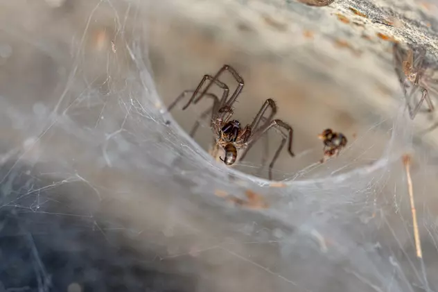 Cum scapi de păianjenii din casă