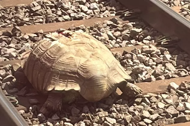 O broască țestoasă blocată pe șine a oprit circulația feroviară în Marea Britanie