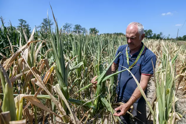 Politico: recoltele fermierilor din UE, compromise de secetă. Ce pierderi sunt așteptate în țara noastră