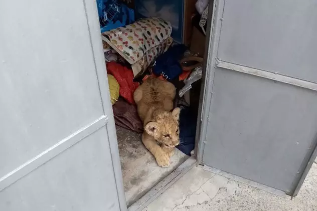 Pui de leu găsit într-o gospodărie din Rădăuți. Ce amendă a luat proprietarul