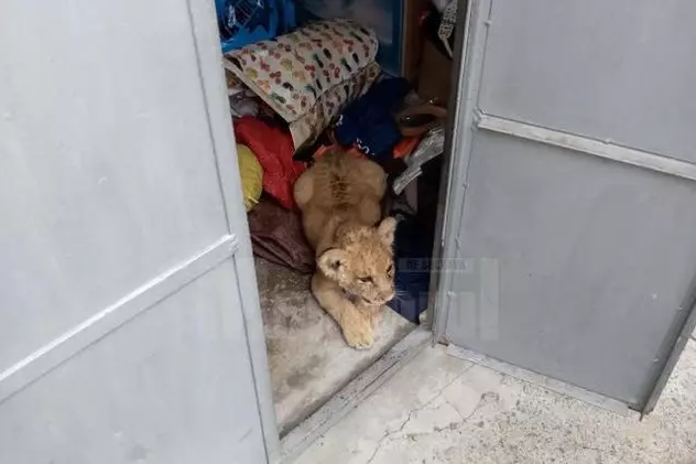 Pui de leu, descoperit în garajul unui bărbat din Rădăuți