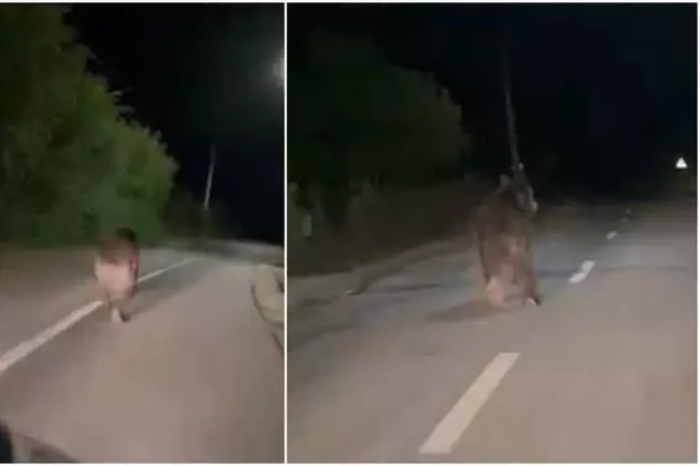Urs de mari dimensiuni filmat în timp ce aleargă pe străzile unei localități din Alba - VIDEO