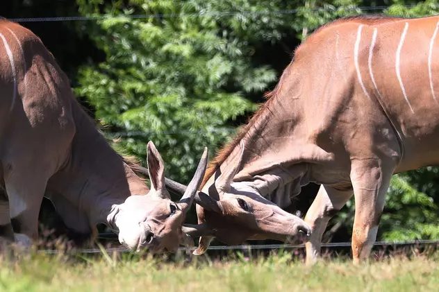Român ucis de o antilopă într-un parc din Suedia. Animalul l-a înjunghiat de mai multe ori cu coarnele