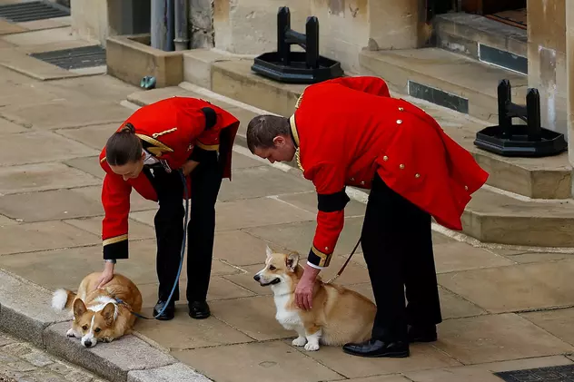 Loiali reginei Elisabeta a II-a. Câinii Corgi şi poneiul suveranei au fost prezenţi la trecerea cortegiului de la Castelul Windsor | VIDEO
