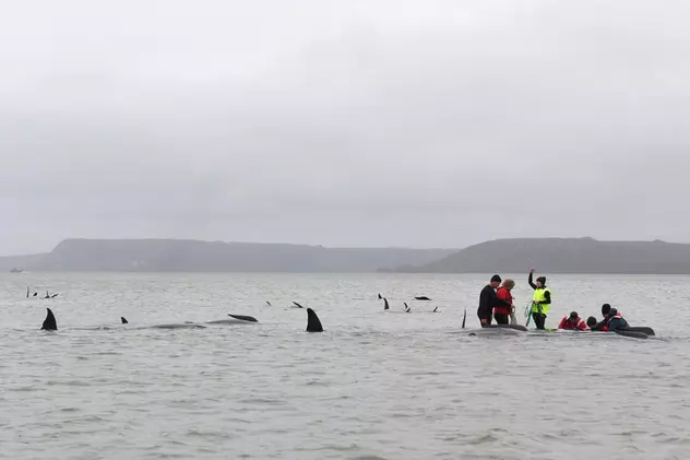 32 de balene au fost salvate, iar 200 au murit în urma unei eșuări în masă, pe țărmul Tasmaniei