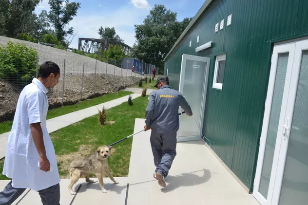 600 de câini maidanezi, eutanasiați în 2022 în Craiova