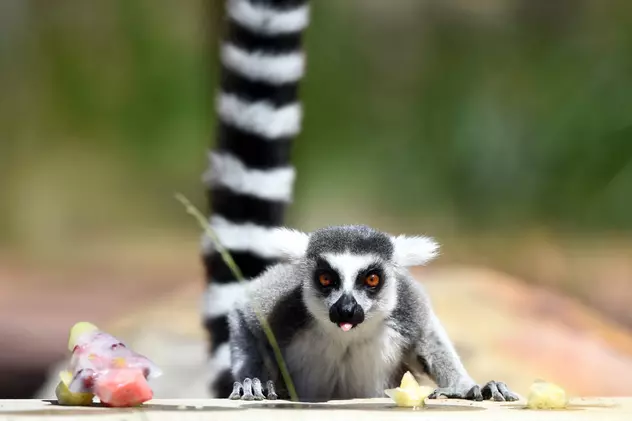 O grădină zoologică din Noua Zeelandă și-a dublat populația de lemuri cu coadă inelată. „Performanța" se datorează masculului Zeus