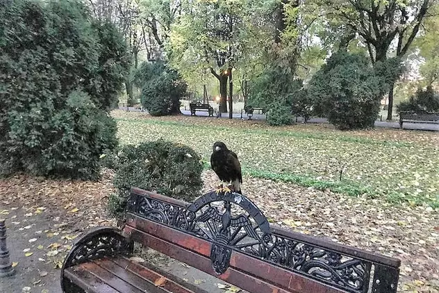 Primăria Capitalei a adus păsări de pradă în Parcul Cișmigiu ca să alunge ciorile. „Testăm soluţii noi pentru un Cişmigiu curat”