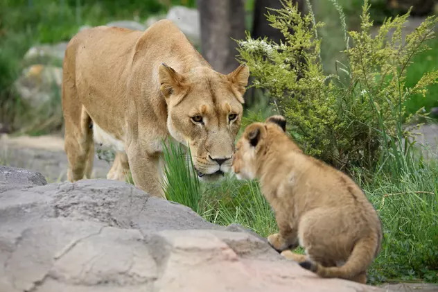 Grădina Zoologică din Sydney, închisă de urgență, după ce cinci lei au scăpat din adăpostul lor