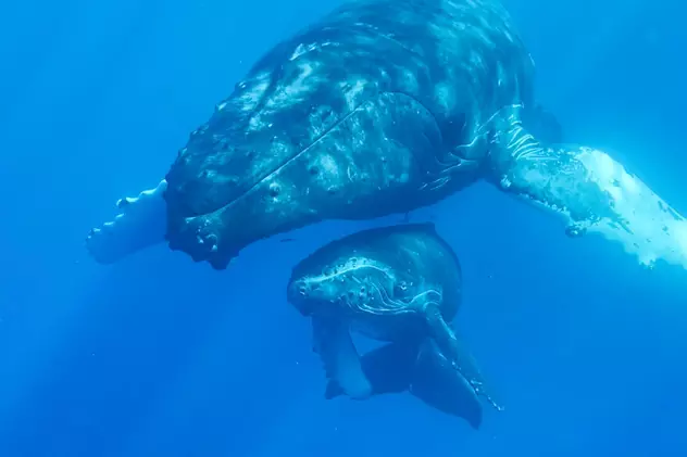 Balenele înghit peste 43 de kilograme de microplastice în fiecare zi. „Se hrănesc cu pești pe care îi mâncăm și noi”